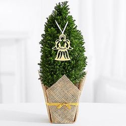 Angel of Grace Mini Cypress Christmas Tree