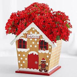 Red Kalanchoe Plant in Festive Gingerbread House
