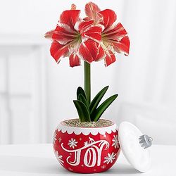 Joy to the World Amaryllis Bulb in Ornament Jar