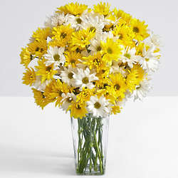 Yellow and White Daisies Bouquet