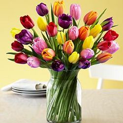 30 Multi-Colored Tulips Bouquet