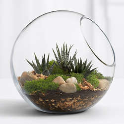 Modern Succulent Terrarium Kit