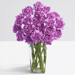 20 Melodramatic Purple Carnations Bouquet