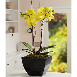 Potted Double Stem Sunset Orchid