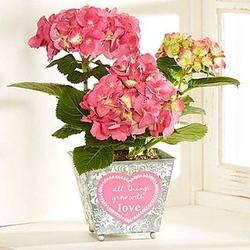 All Things Grow With Love Hydrangea