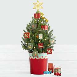 12 Days of Chocolate Spruce Tree with Star