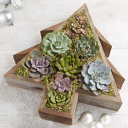 Reclaimed Succulent Christmas Tree