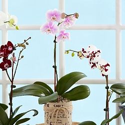 Grower's Choice Orchid