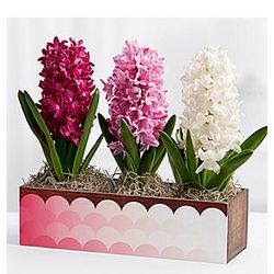 Mother's Day Hyacinth Trio