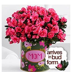 A Burst of Love For Mom Hot Pink Azalea Plant