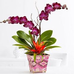 Moroccan Sunset for Mom Orchid and Bromeliad Duo
