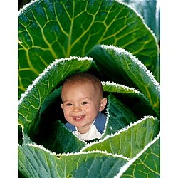 Your Photo in a Cabbage Baby