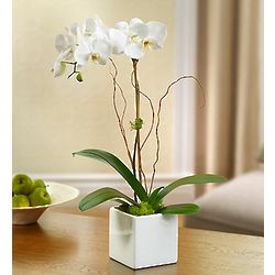 Majestic Orchid for Sympathy
