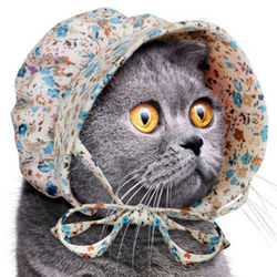 Cat Bonnet