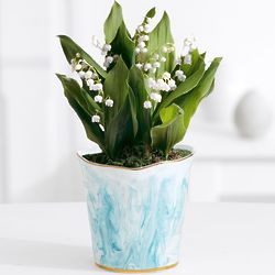 Fragrant Lily of the Valley Bulb Garden