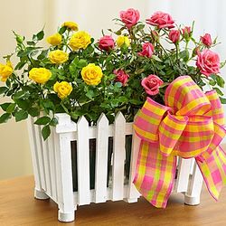 Charming Pink and Yellow Rose Garden Arrangement