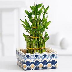 3 Layers of Luck Bamboo Plant