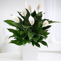 Deluxe Peace Lily