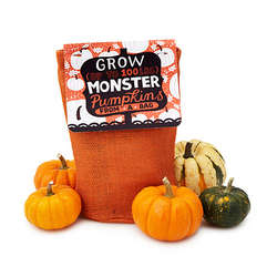 Pumpkin in a Bag Grow Kit