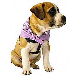 Small Doggie Aromatherapy Bandana