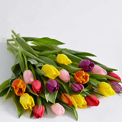 20 Assorted Tulip Bouquet