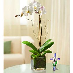 Elegant Orchid for Sympathy