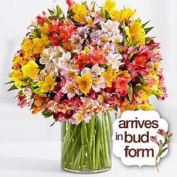 200 Blooms of Peruvian Lilies with Vase