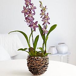 A Glamorous Dream Orchid Plant