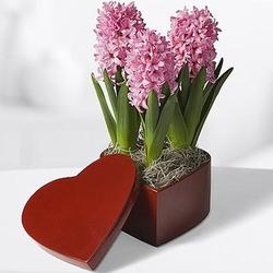 Bursting with Love Hyacinth