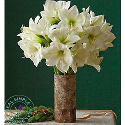 Amaryllis Bouquet by Real Simple