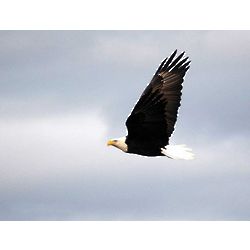 Eagle Photo Note Cards