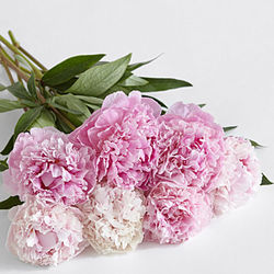 Assorted Pink Peonies Flower Bouquet