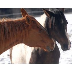 Horse Photo Note Cards