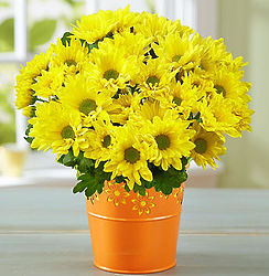 Cheerful Yellow Mum Bouquet