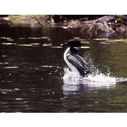 Loon Nature Photo Note Cards