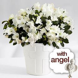 Sympathy White Azalea in Cross Planter with Angel Potsitter