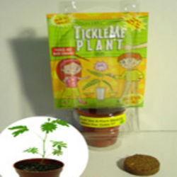 TickleMe Plant Mini Greenhouse Party Favor