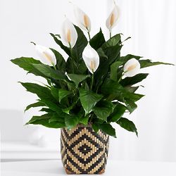Peace Lily Floor Plant in Woven Basket