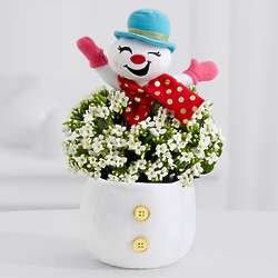 Happy Jolly Snowman White Kalanchoe Plant