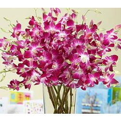 Extravagant Purple Birthday Orchids