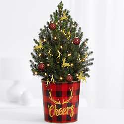 Holiday Glam Spruce Tree in 1 Gallon Tin Planter