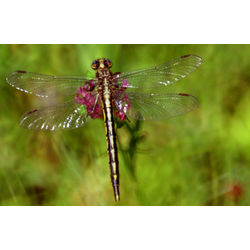 Shimmering Dragonfly 5x7 Photographic Print