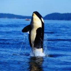 San Juan Islands Whale Watching Cruise for 2