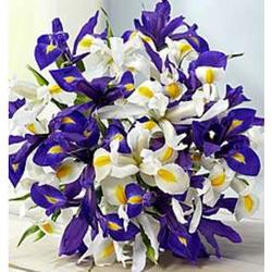 Purple and White Iris Bouquet