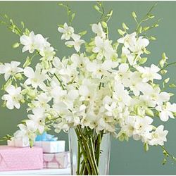 White Dendrobium Birthday Orchids