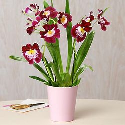 Cabernet Pansy Orchid