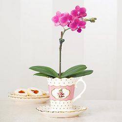 Mother's Day Brunch Teacup Orchid