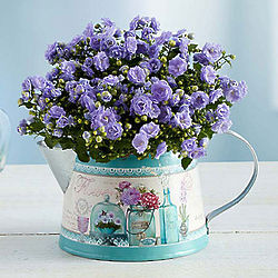 Purple Rose Campanula Plant in Vintage French Blue Watering Can