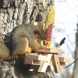 Picnic Table Squirrel Feeder