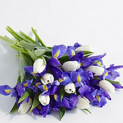 Winter Blooms Tulips and Blue Iris Bouquet